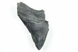 4.30" Partial, Fossil Megalodon Tooth - South Carolina - #170606-1